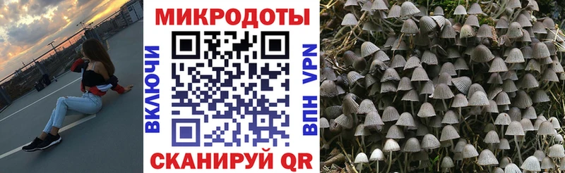 Галлюциногенные грибы Psilocybine cubensis  Новый Уренгой 
